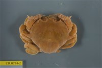 藏品(繁點紋腕蟹)的圖片